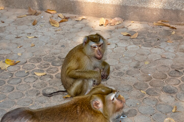 Macaques on the street of Thailand. Photo of monkeys