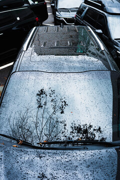 Black cars and tree on a rainy day