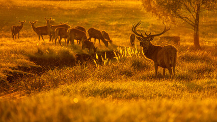 red deer, doe, herd, golden hour, meadow, ferns, cervus, elaphus, red, roe, deer, mammal, landscape, antlers © LIMARIO