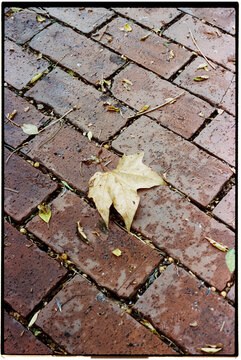 autumn leaf on an outdoor paved floor, 35mm film
