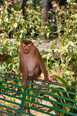 Obraz premium Macaques on the street of Thailand. Photo of monkeys
