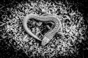 lizard, heart shape, reptile, scales, skin, pattern, texture, black and white, photo, background wallpaper, moss, abstraction