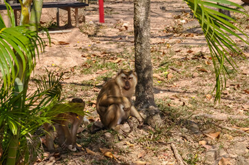 Macaques on the street of Thailand. Photo of monkeys