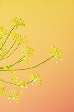 Flowering dill herb closeup