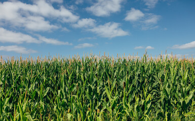 Cornfield under clear sky with green stalks and tassels