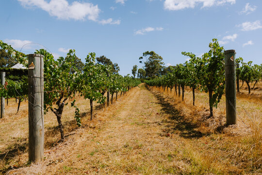 Margaret River Vinyards