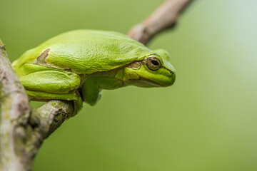 tree frog, hyla, arborea, on the tree, ready to jump, green, frog, closeup, eye, camouflage, branch, green, background, beautiful, macro, details, amphibian
