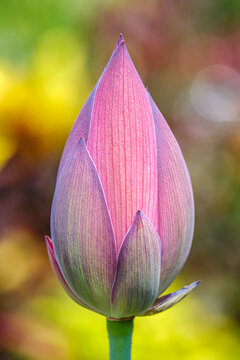 Multicolored Lotus blossoms about to bloom 