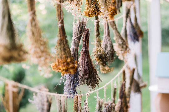 Close-up of hanging herb bundles with green backdrop