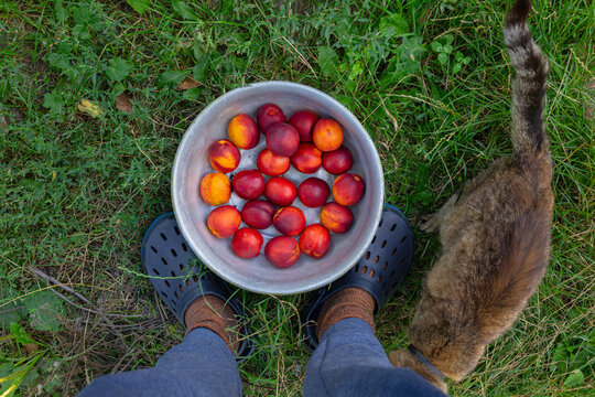 harvest from the gardener's point of view