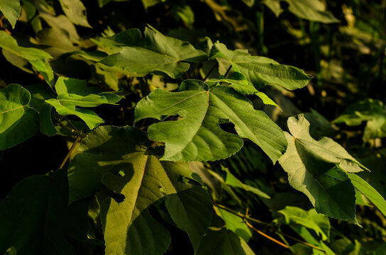 Paper mulberry leaves