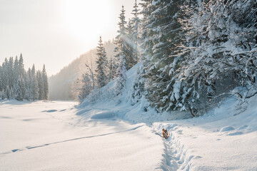 Dog in winter forest on sunny day