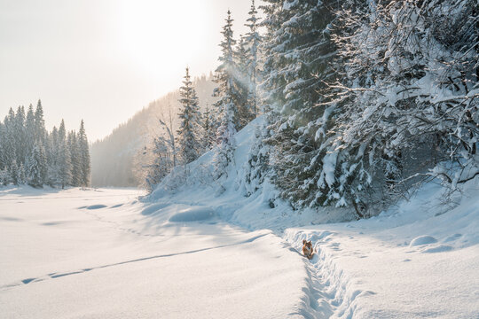 Dog in winter forest on sunny day