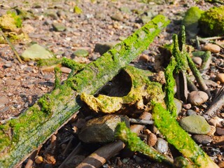 a waterlogged log covered in moss