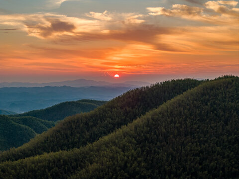 Forest sunset