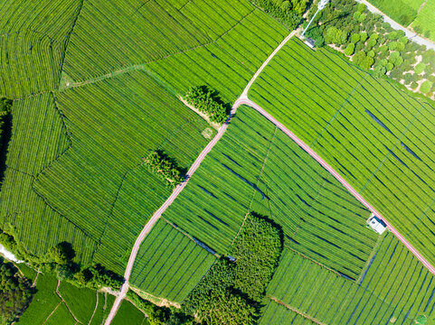 tea plantation