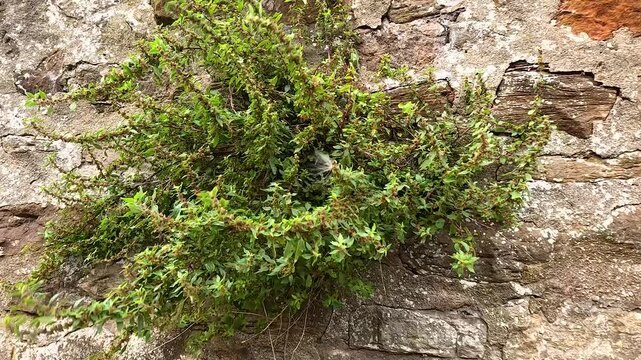 Bush Growing on Stone Wall