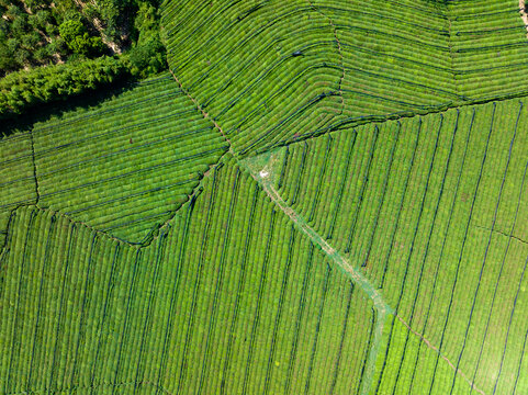 tea plantation