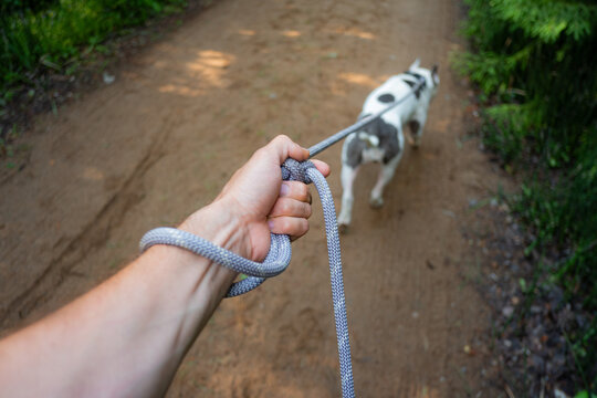 Walking With A Dog On Leash