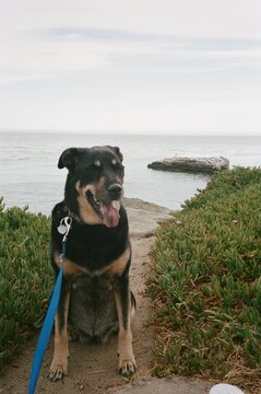 35 mm film Dog nature beach
