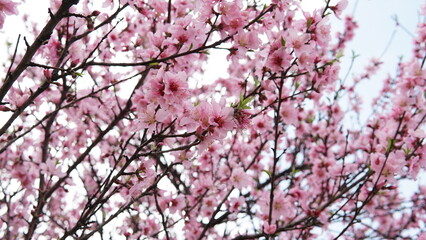 벛꽃, cherry blossom, 벚나무