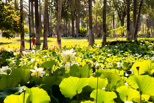Blooming Lotus Flowers at Echo Park Lake with Tree-Lined Pathway