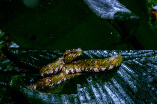 Eyelash Pit Viper