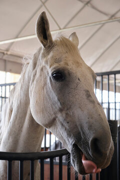 Closeup portrait of a thoroughbred horse