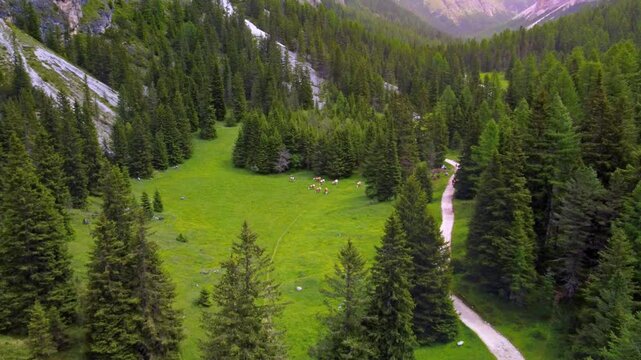 Lush green meadows of Vallunga valley with livestock grazing, Langental-Province of Bolzano &ndash; South Tyrol, Italy