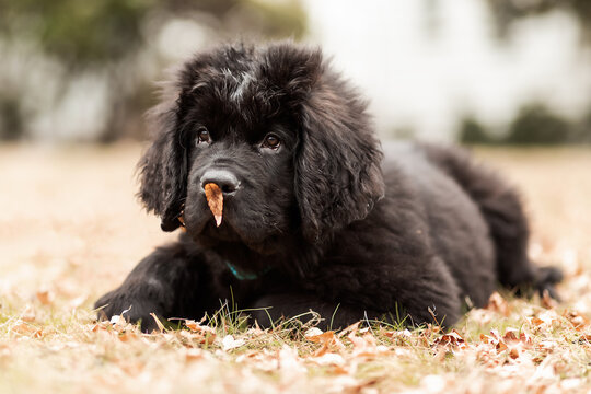 Newfoundland Puppy with a Leaf on Nose