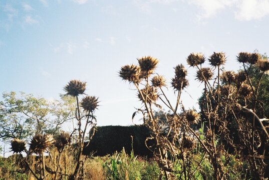 Dried thistles against clear blue sky in nature.