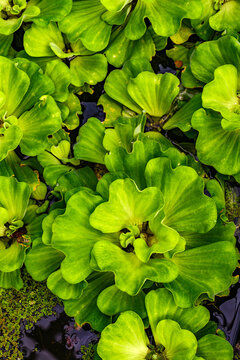 Curly Leaf Water Lettuce (Pistia stratiotes)