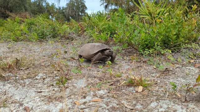A lone Gopher Tortoise walking around the Florida wilderness