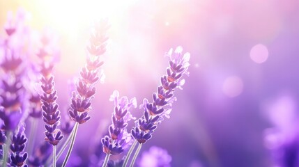 Lavender flowers in the sunlight, with a purple background