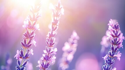 Fototapeta premium Lavender flowers in the sunlight, with a purple background