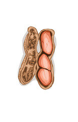 peanut object with skin on a white background