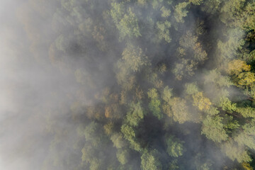 Aerial autumn morning view of forest trees in fog, Lithuania