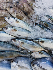 fresh skipjack tuna and ther fish on a pile of ice cubes