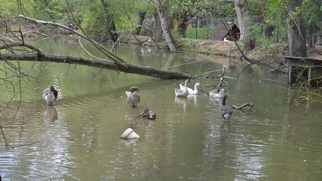 Vita lacustre con oche e papere nel laghetto