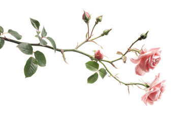 Elegant Pink Rose with Green Leaves on Transparent Background for Floral Designs