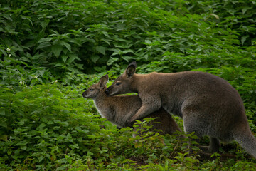 Pair Red-necked wallaby (Macropus rufogriseus)
