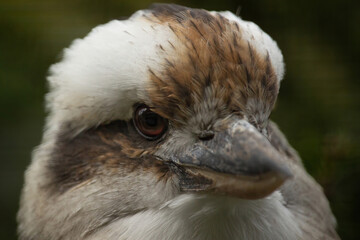 Portrait of a laughing kookaburra , dacelo novaeguineae, bird with big beak.