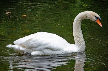 Ein weißer Schwan auf dem Wasser