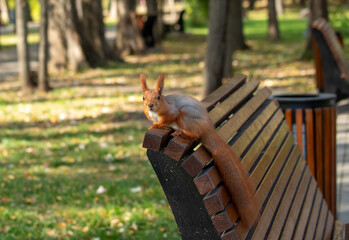 A squirrel is sitting on a park bench