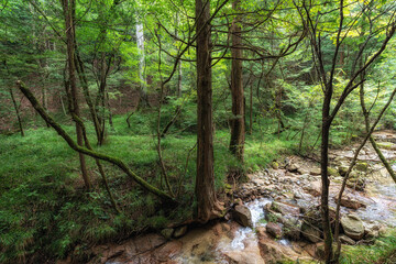Small stream near Nakasendo Trail