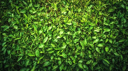 Obraz premium Vibrant Green Grass Texture for Background Use 