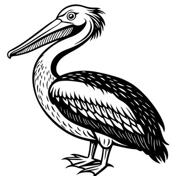 recommend clip art: pelican silhouette isolated on white