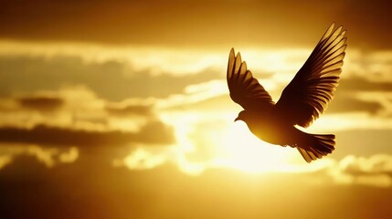 A single dove silhouetted against a golden sunset sky.