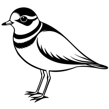 recommend clip art: piping plover  bird on white