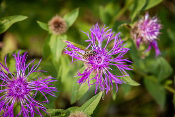 Wespe auf Flockenblume
